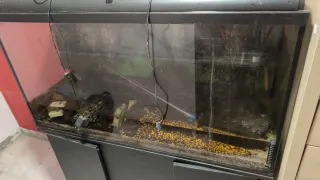 Acuario negro y transparente