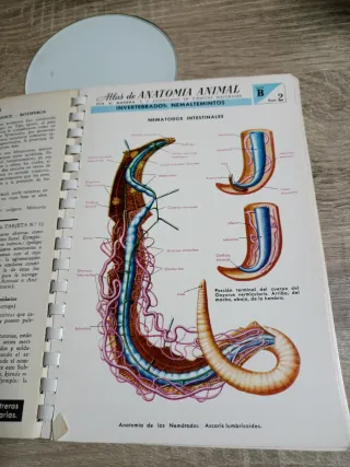 Atlas De Anatomía Animal