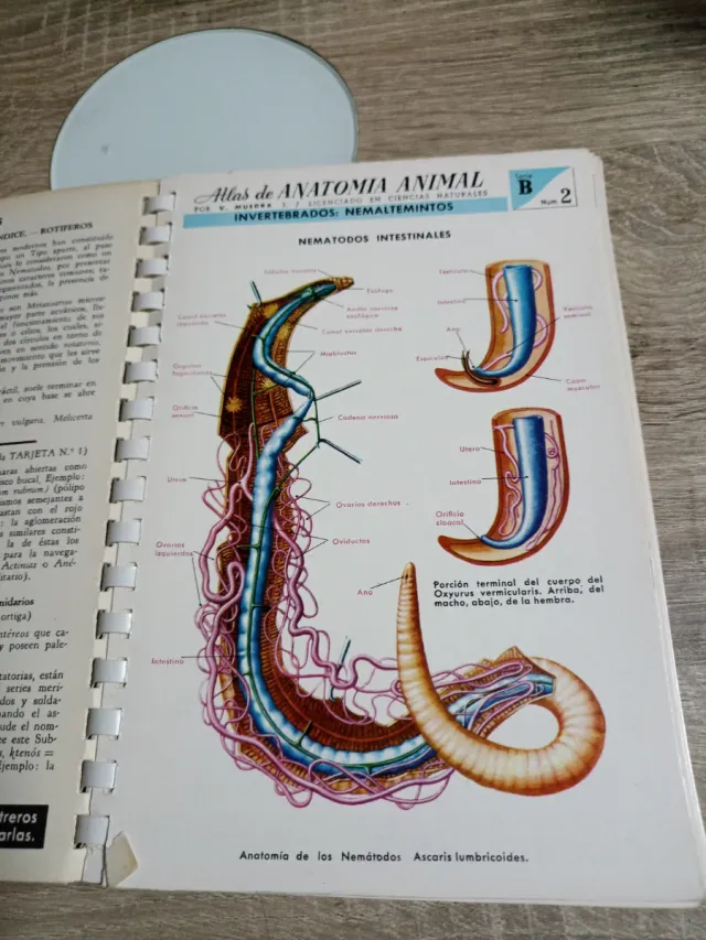 Atlas De Anatomía Animal