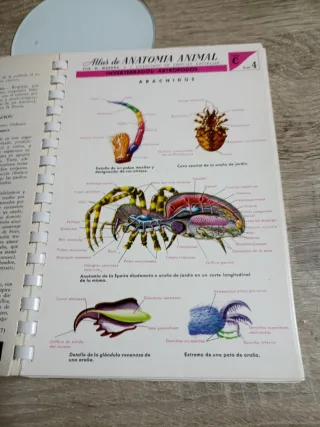 Atlas De Anatomía Animal