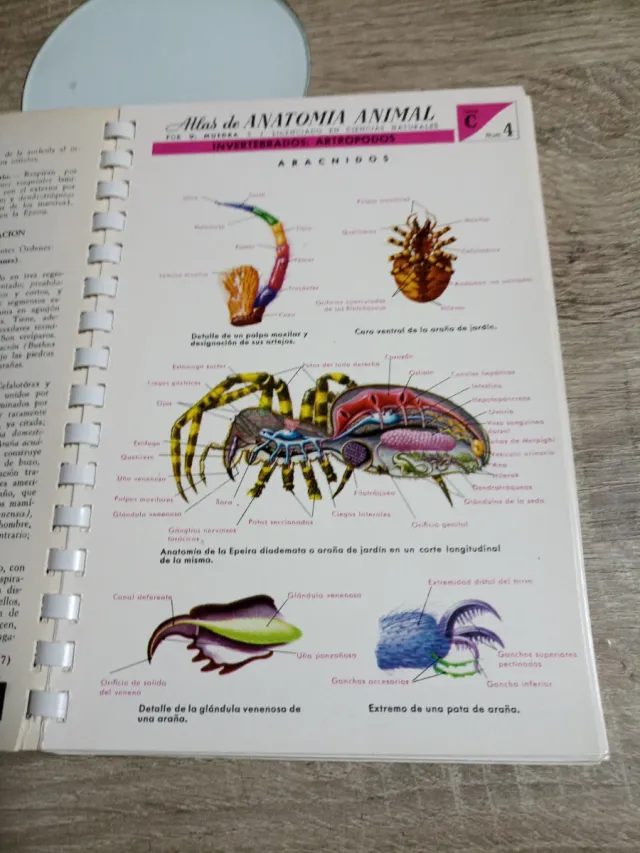 Atlas De Anatomía Animal