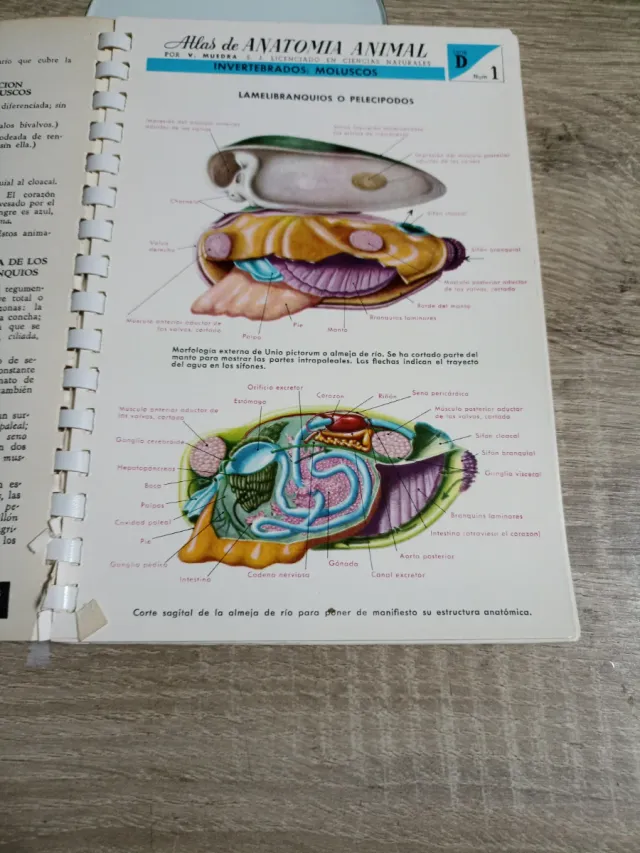 Atlas De Anatomía Animal