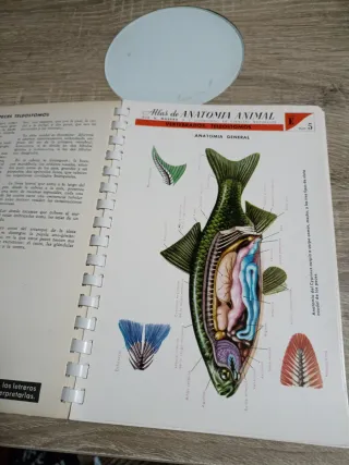 Atlas De Anatomía Animal