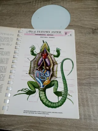 Atlas De Anatomía Animal