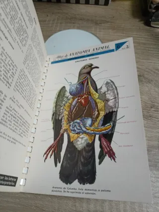 Atlas De Anatomía Animal
