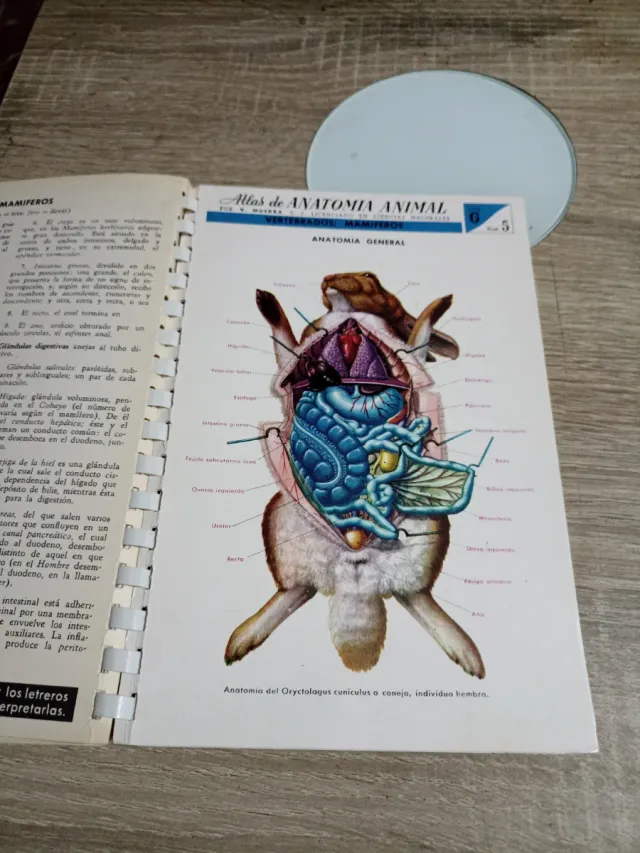 Atlas De Anatomía Animal