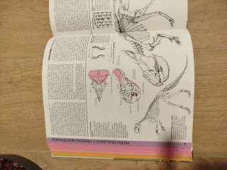 Dinosaurios (Spanish Edition)