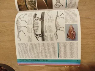 Dinosaurios (Spanish Edition)