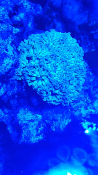 Desmontaje acuario marino