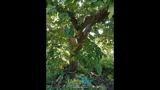 Terreno en venta en Almuñecar en Almuñécar