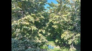 Terreno en venta en Almuñecar en Almuñécar