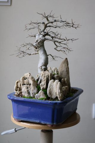 Bonsái Almez (Celtis) sobre roca