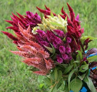 Celosia argentea plumosa 'Mix' Eleganza