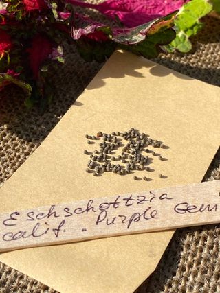 Eschscholzia Viola Gem - Eleganza Nuovo