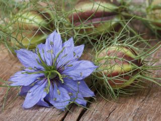 Nigella damascena • Speciale & Profumata