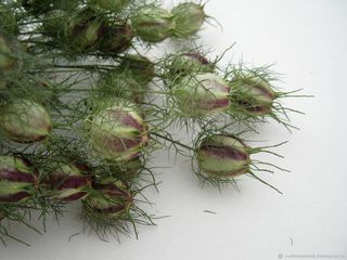 Nigella damascena • Speciale & Profumata