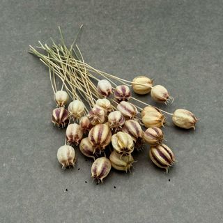 Nigella damascena • Speciale & Profumata