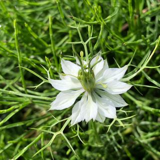 Nigella damascena • Speciale & Profumata