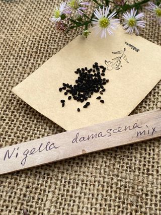 Nigella damascena • Speciale & Profumata