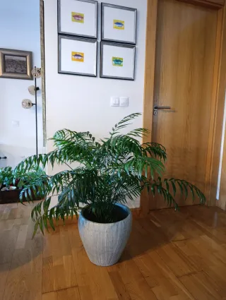 Palmera natural con maceta de piedra gris