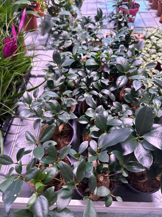 Mini Ficus Ginseng Bonsái