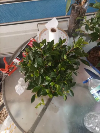 Bonsái Ficus Retusa