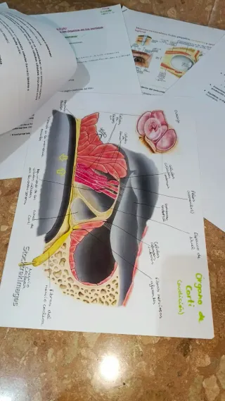 Tema 7 (UA) logopedia, anatomía, 2025/206