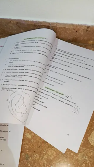 Tema 7 (UA) logopedia, anatomía, 2025/206