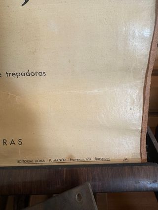 Cartel antiguo escuela Aves Vertebrados