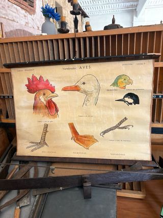 Cartel antiguo escuela Aves Vertebrados