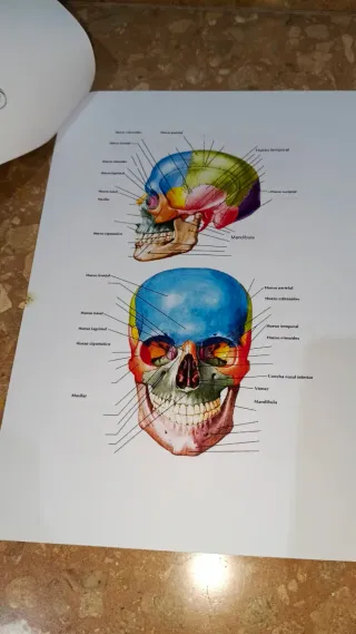 Tema 8 (UA) logopedia, anatomía 2025/2026