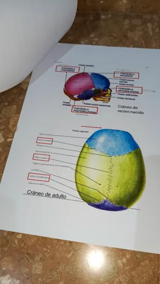 Tema 8 (UA) logopedia, anatomía 2025/2026