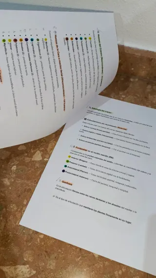 Tema 8 (UA) logopedia, anatomía 2025/2026