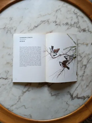 Nuestros amigos los pájaros