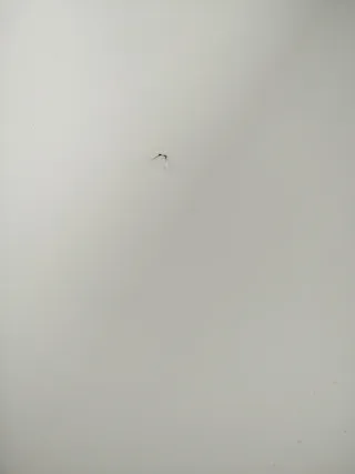 Mesa de salón blanca madera