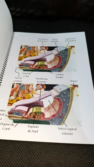 Prácticas Anatomía UA, logopedia, anatomía, 2025/6