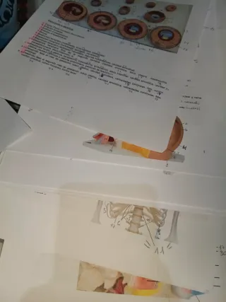 Prácticas Anatomía UA, logopedia, anatomía, 2025/6