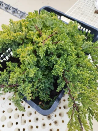 Bonsái Junípero sonare