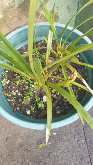 Orquídea Rosa para Plantar