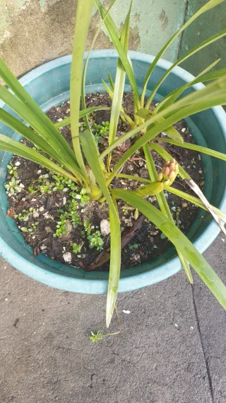 Orquídea Rosa para Plantar