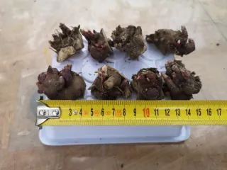 Pacchetto rizomi Yacon