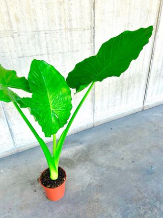 Planta interior/exterior Oreja de elefante