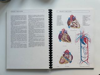 Guía de anatomía humana.