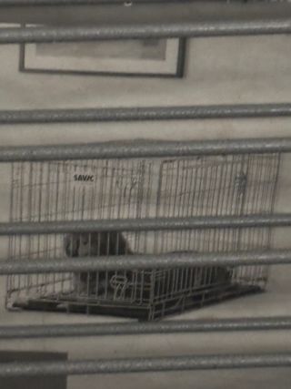 Jaula grande para perros o gatos