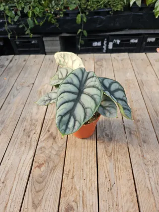 Alocasia