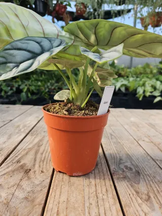 Alocasia