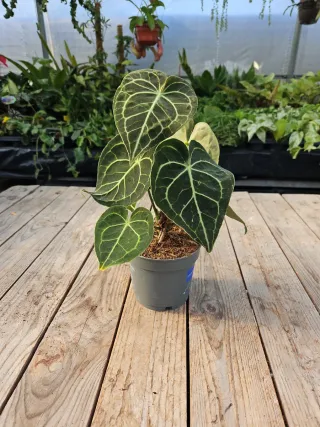 Anthurium Clarinervium