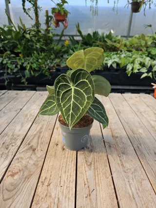 Anthurium Clarinervium