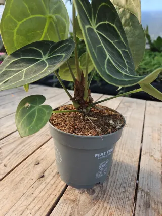 Anthurium Clarinervium