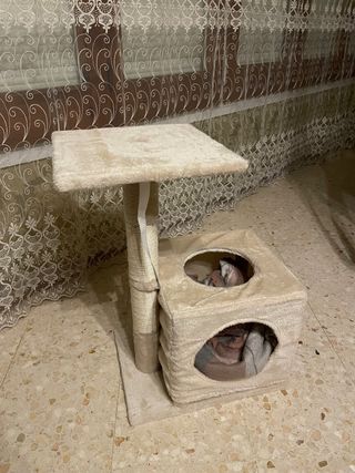 Casa Rascador para gato nuevo